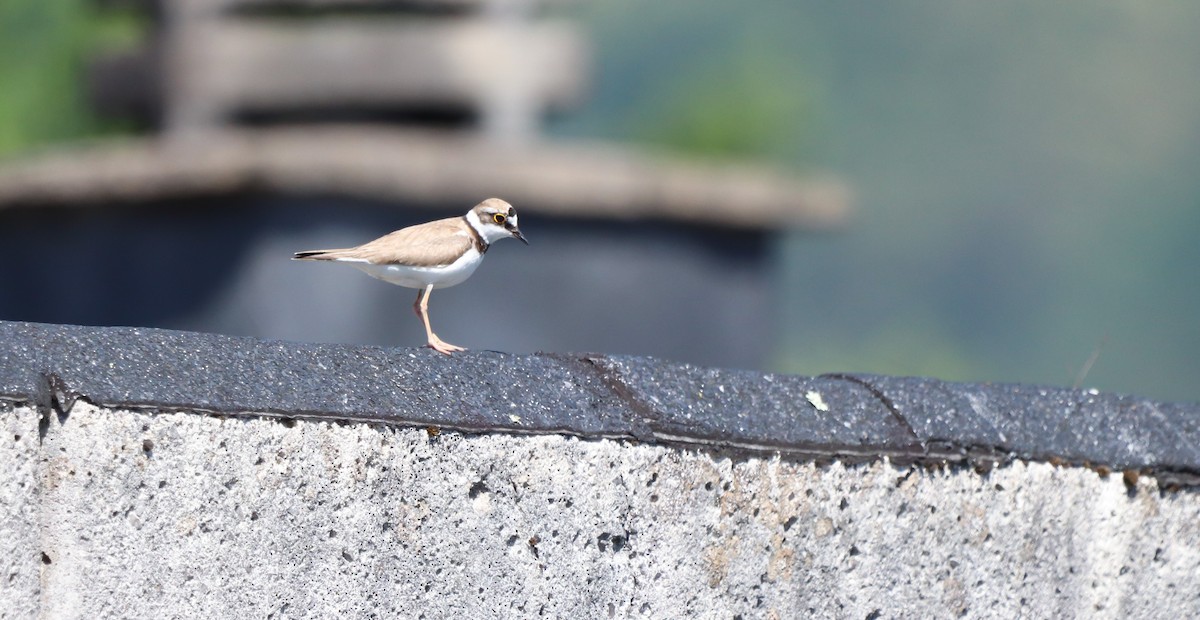 Little Ringed Plover - ML620534394