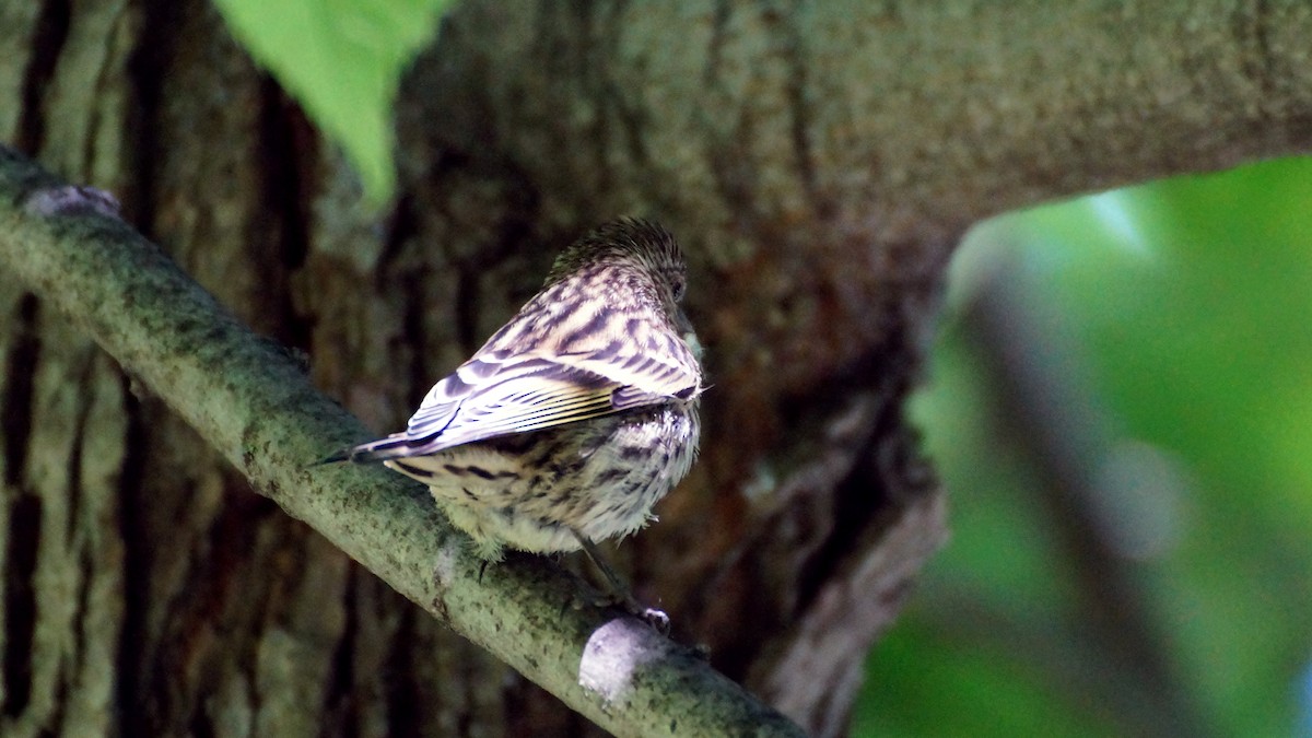 Pine Siskin - ML620534403