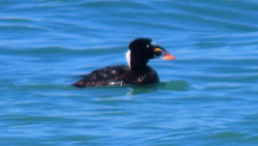 Surf Scoter - ML620534407