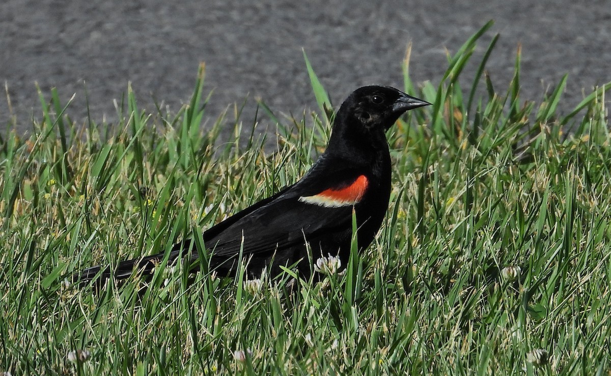 Red-winged Blackbird - ML620534408