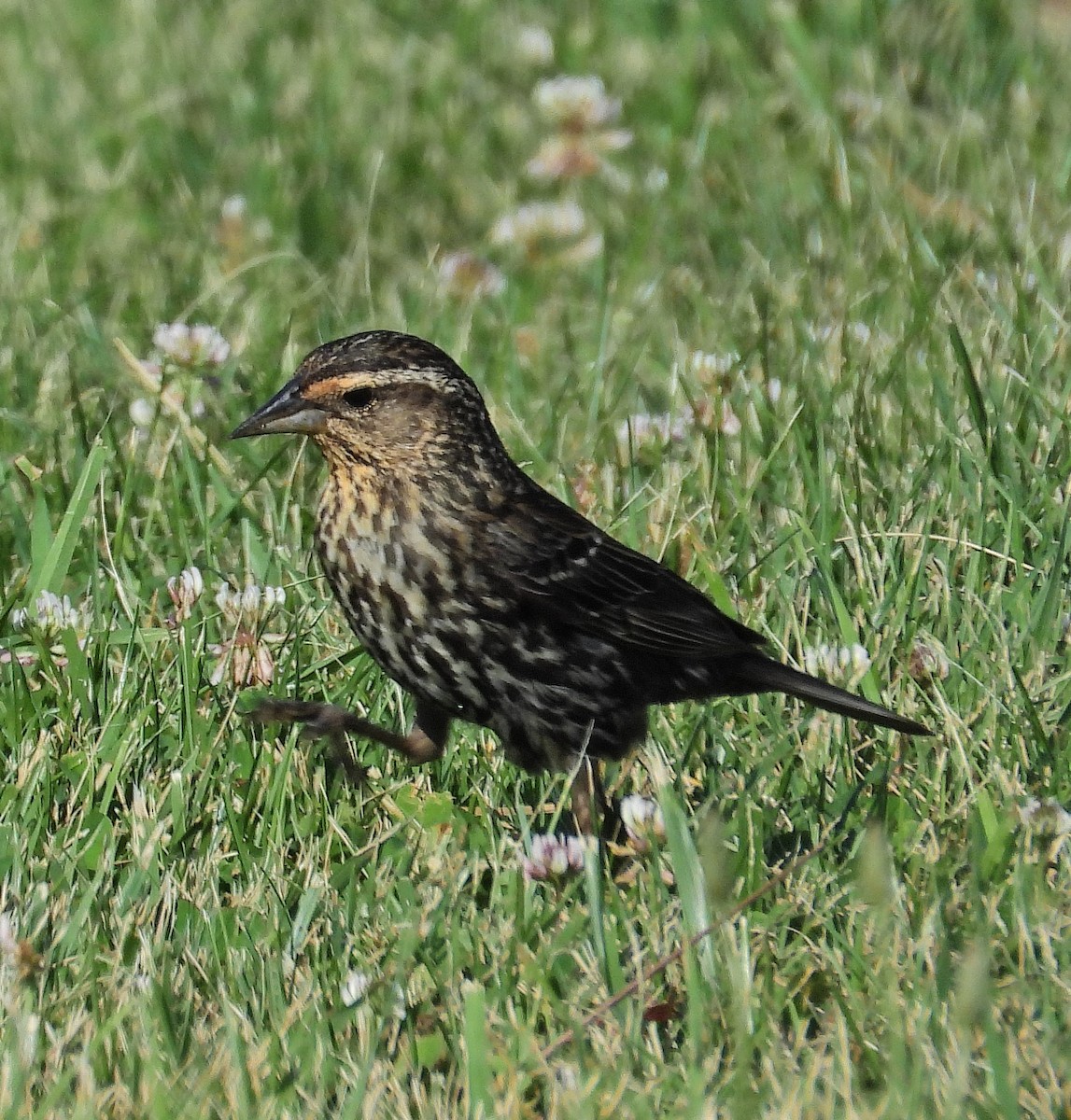 Red-winged Blackbird - ML620534409