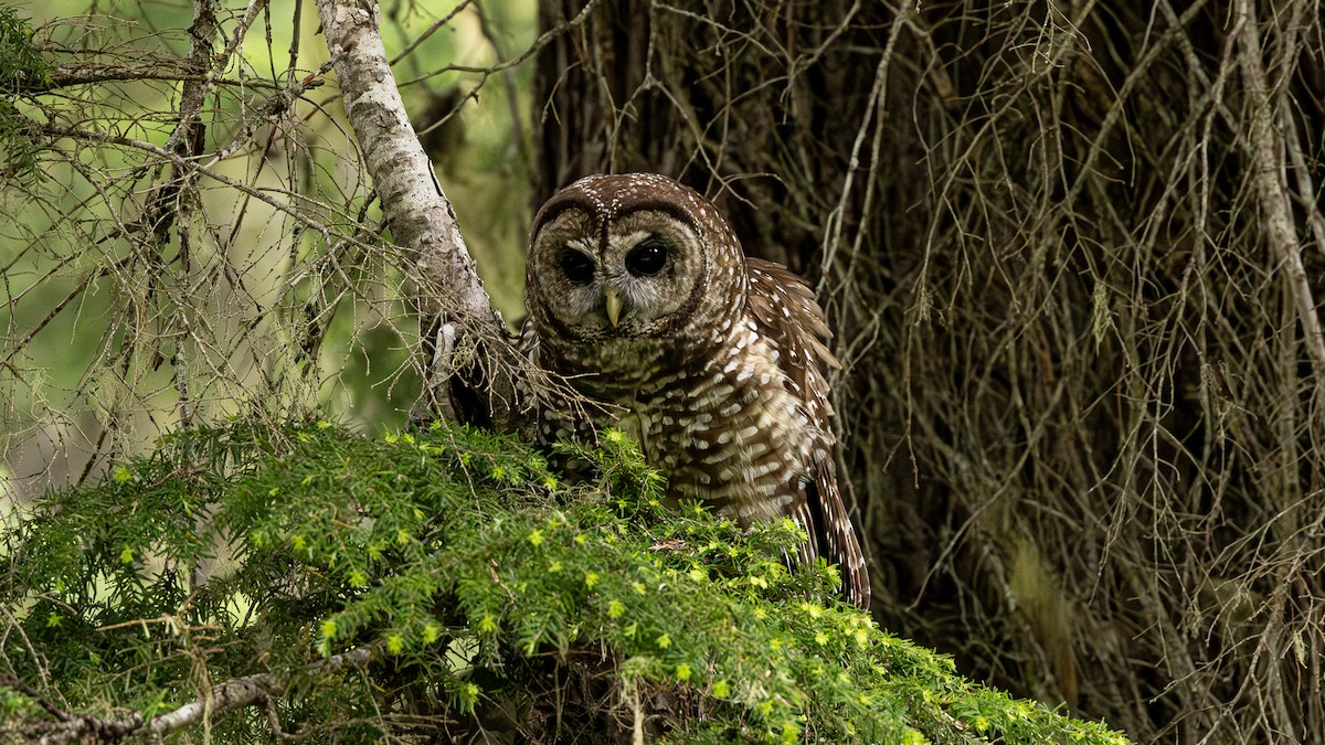 Spotted Owl - ML620534411