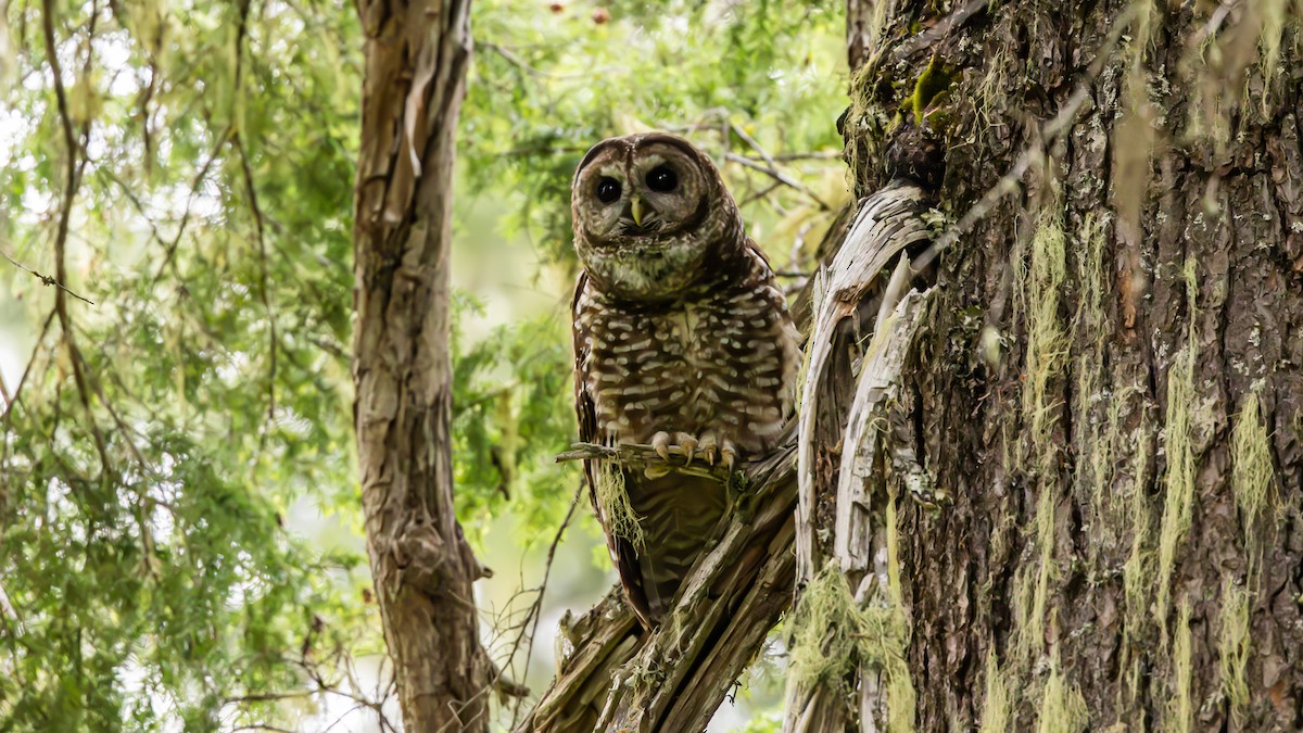 Spotted Owl - ML620534415