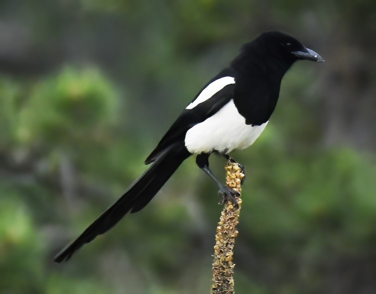 Black-billed Magpie - ML620534416