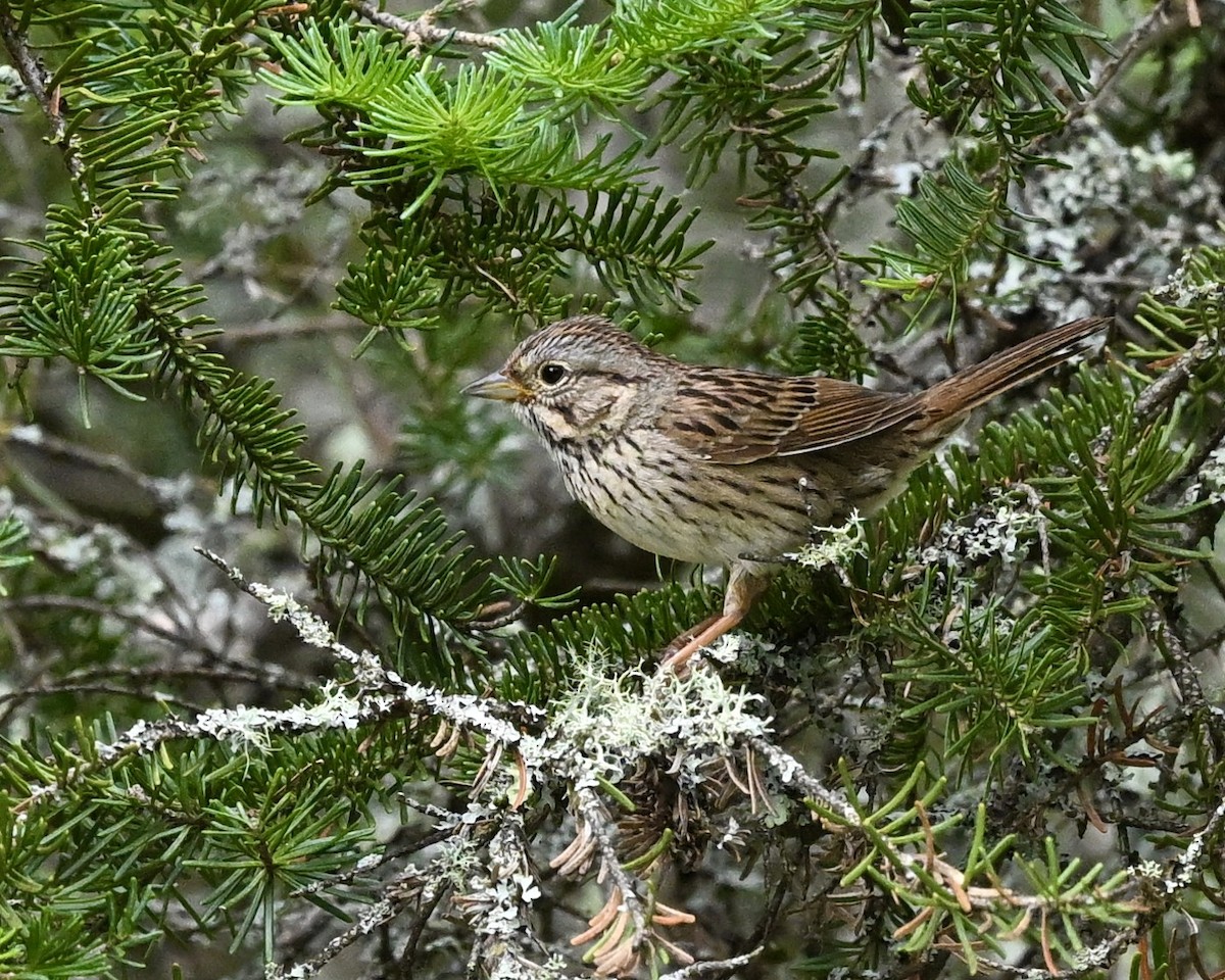 Lincoln's Sparrow - ML620534417