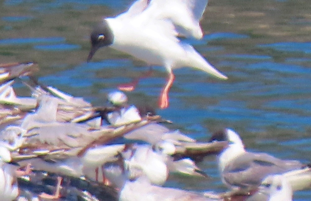 Bonaparte's Gull - ML620534422