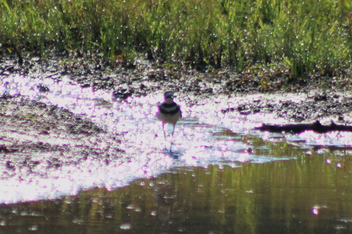 Killdeer - ML620534426