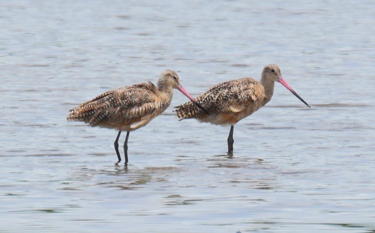 Marbled Godwit - Nestor Herrera