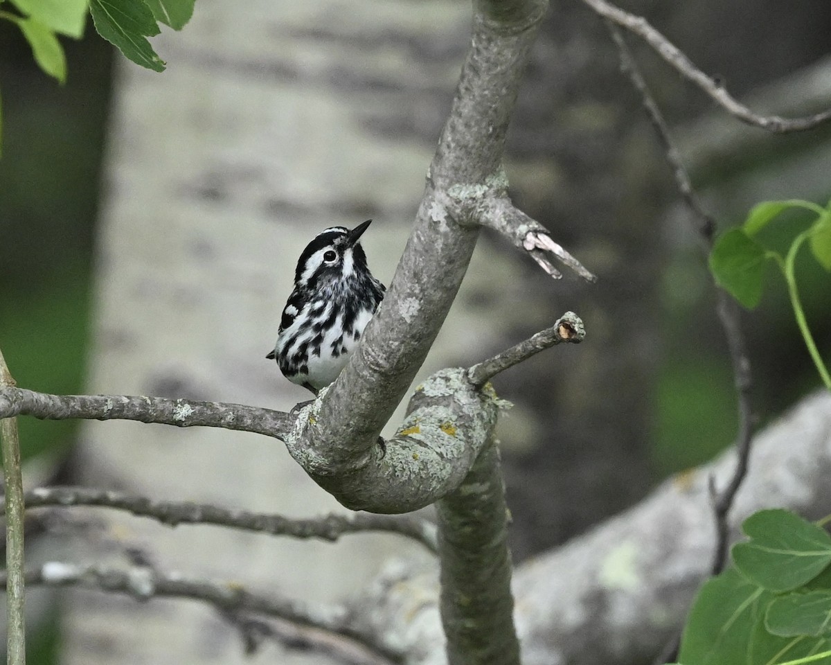 Black-and-white Warbler - ML620534435