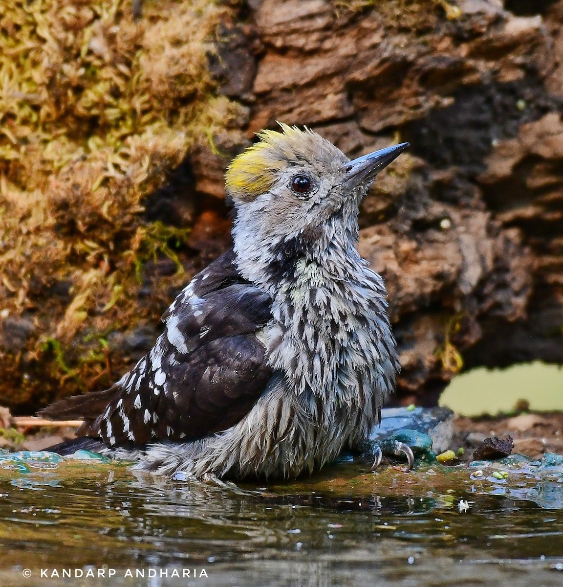 Brown-fronted Woodpecker - ML620534440