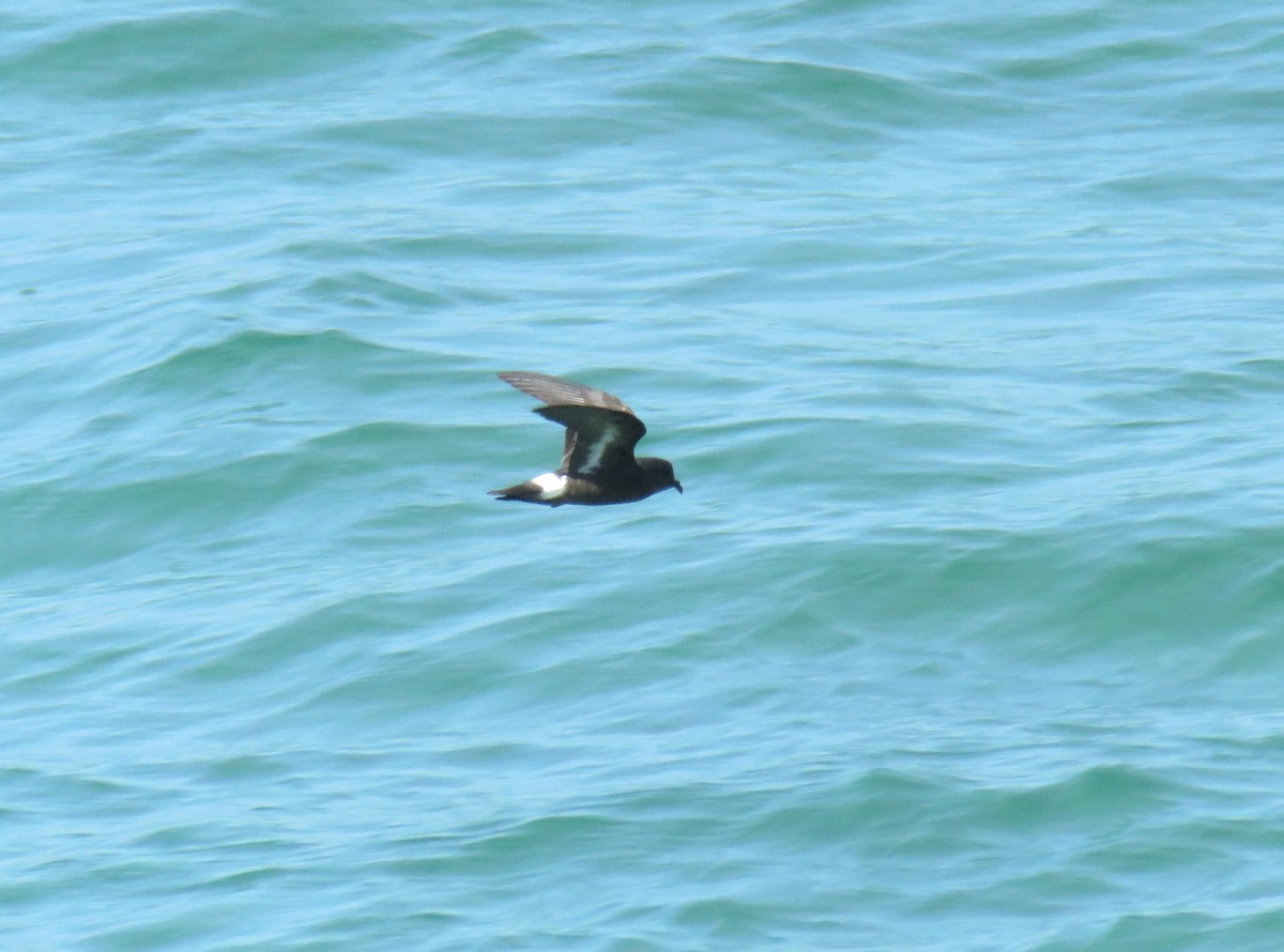 European Storm-Petrel - Miguel  Berkemeier