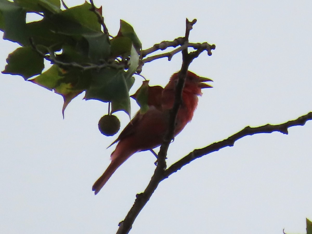 Summer Tanager - ML620534454