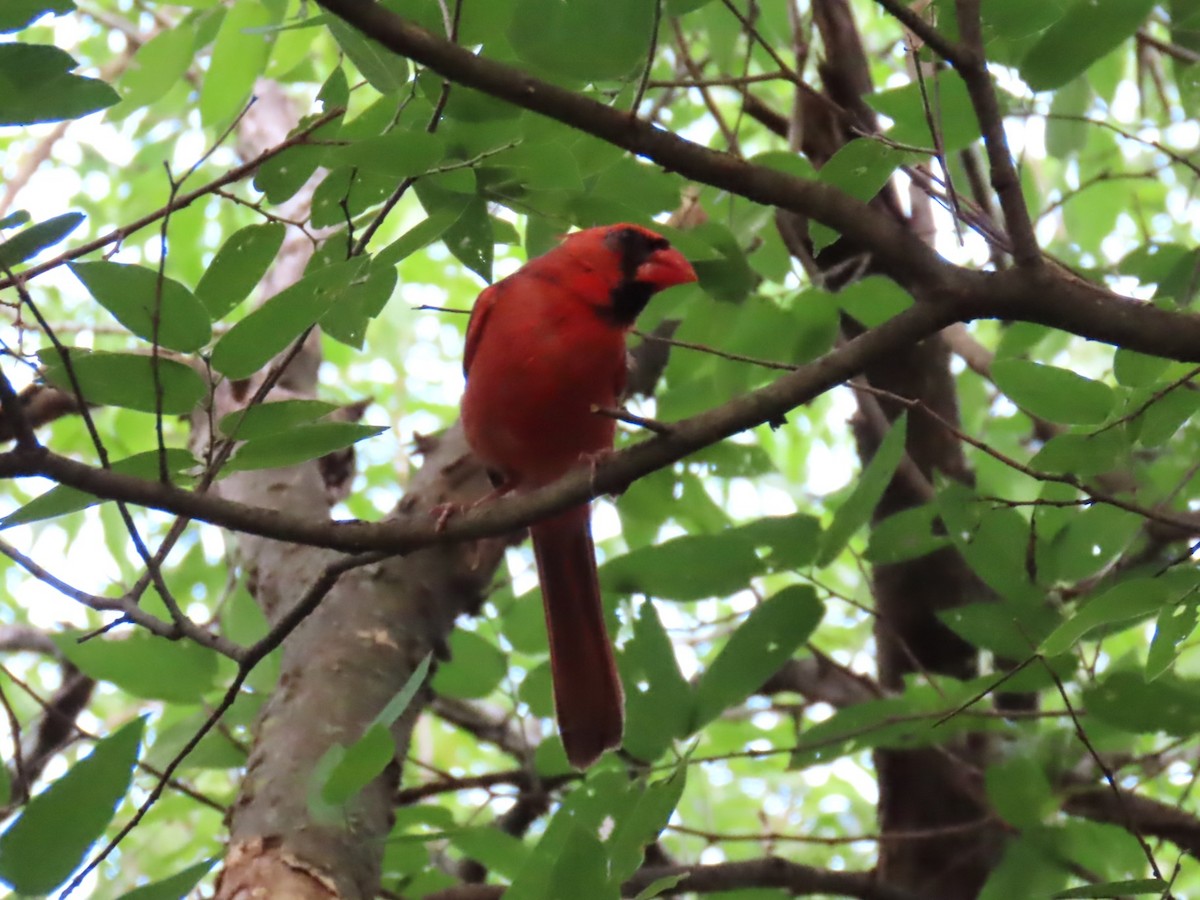 Cardinal rouge - ML620534460