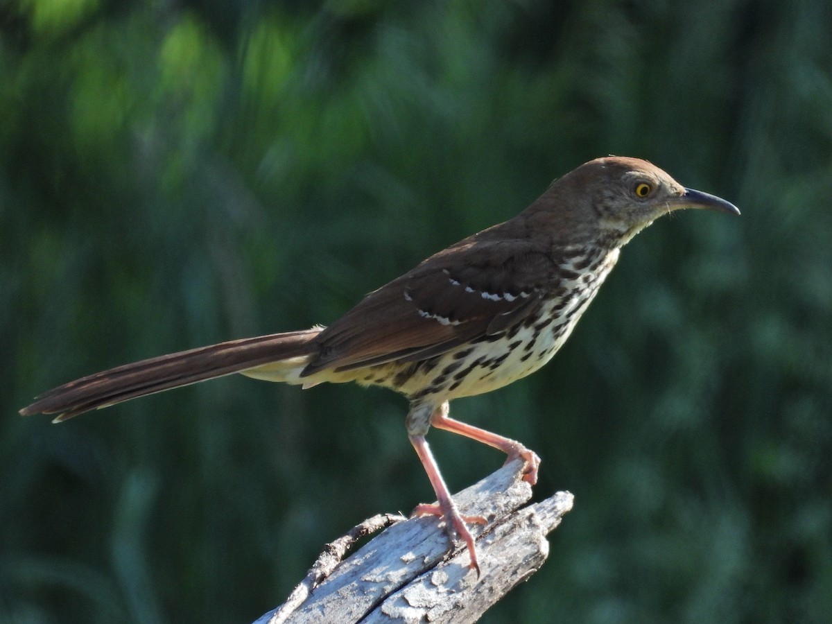 Brown Thrasher - ML620534462