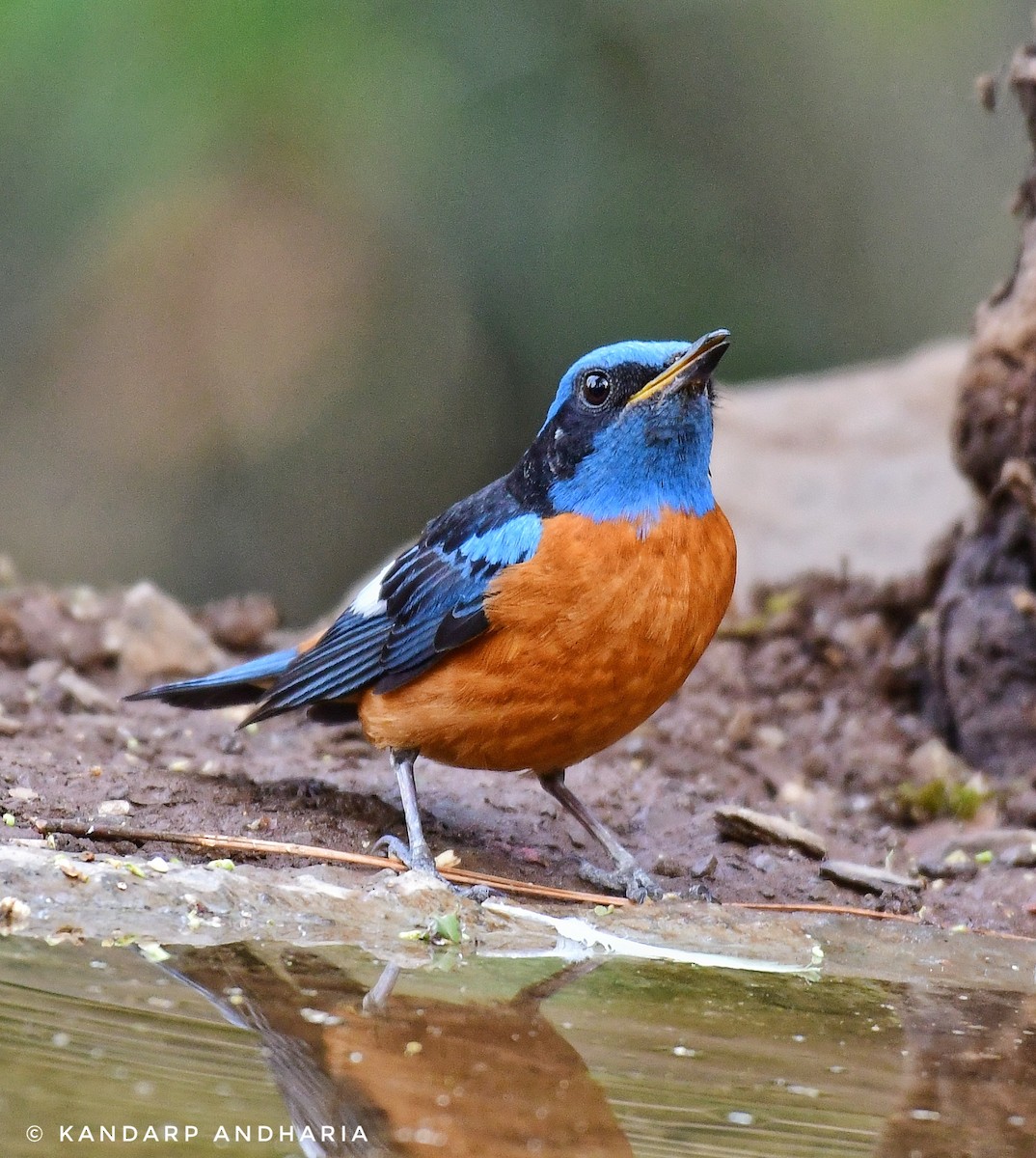 Blue-capped Rock-Thrush - ML620534464