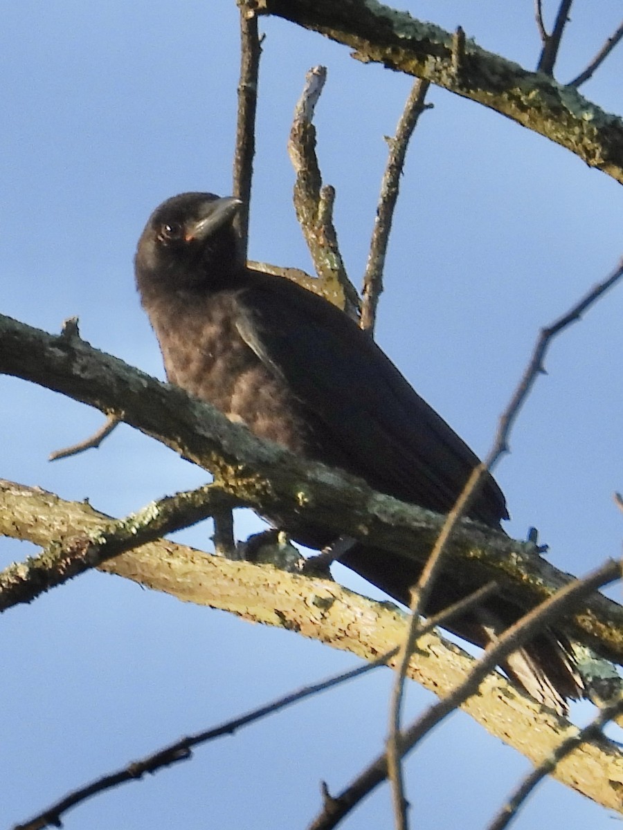 American Crow - Tracy Mosebey