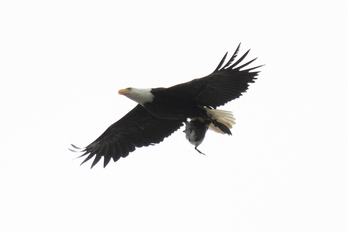 Bald Eagle - ML620534480