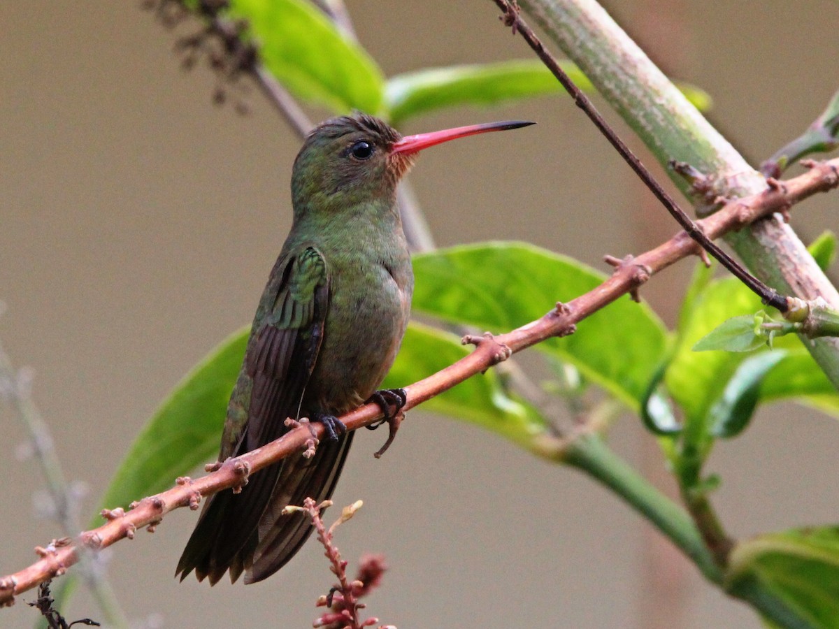 gyllenkolibri - ML620534481