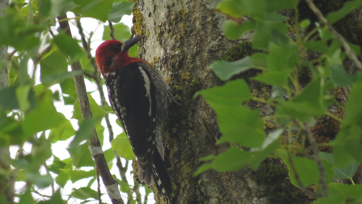 ub. sevjespett (Sphyrapicus sp.) - ML620534493