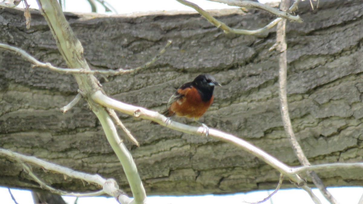 Orchard Oriole - ML620534501