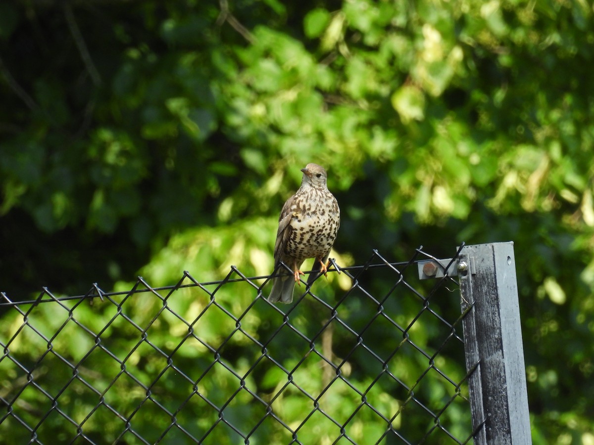 Mistle Thrush - ML620534502