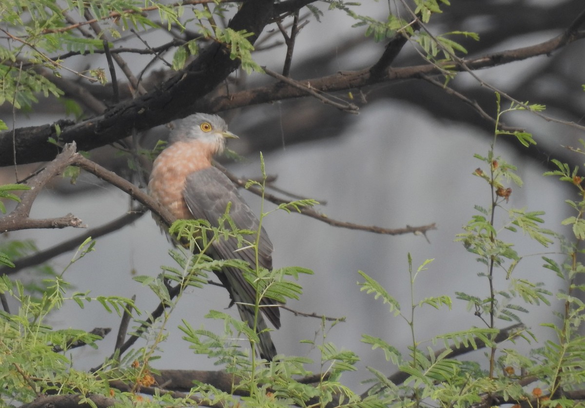 Common Hawk-Cuckoo - Sahana M