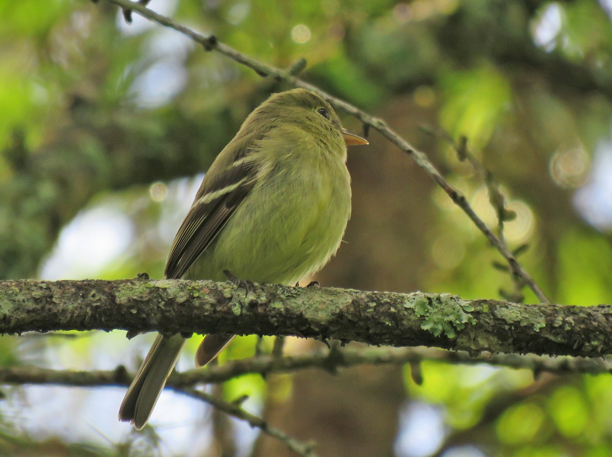 Moucherolle à ventre jaune - ML620534508