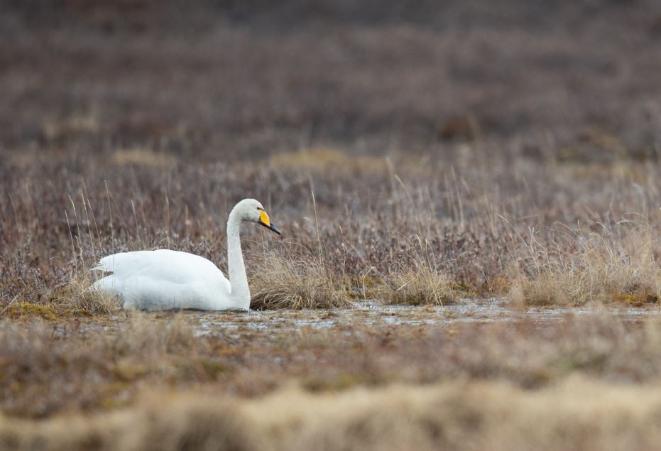 Whooper Swan - ML620534514