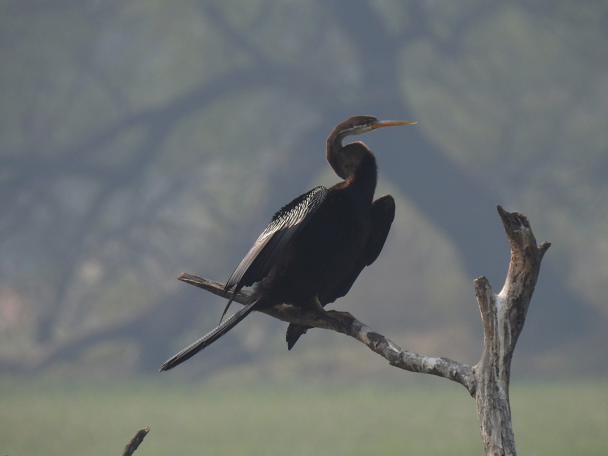 Orient-Schlangenhalsvogel - ML620534515