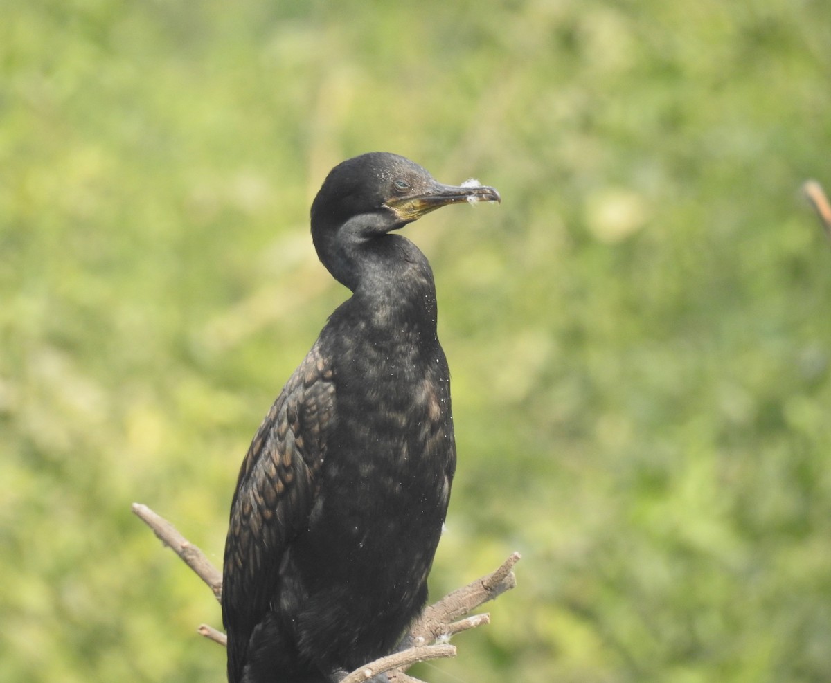 Cormoran à cou brun - ML620534521