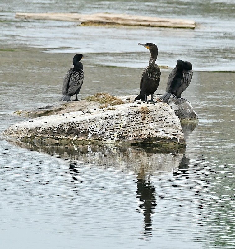 Double-crested Cormorant - ML620534527