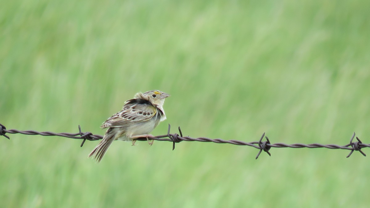 Grasshopper Sparrow - Edward McKen