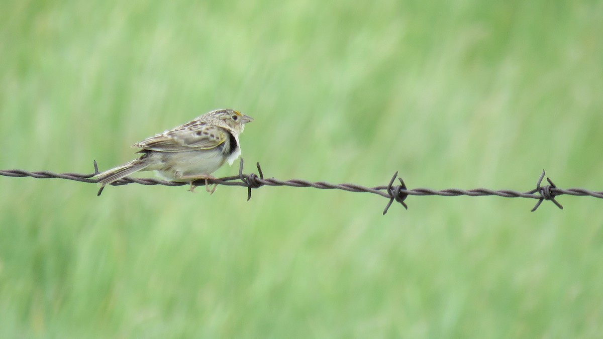 Grasshopper Sparrow - ML620534529