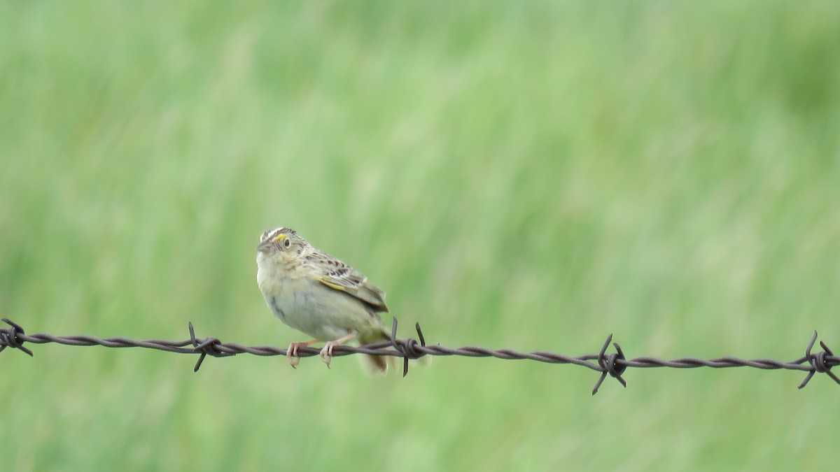 Grasshopper Sparrow - ML620534530