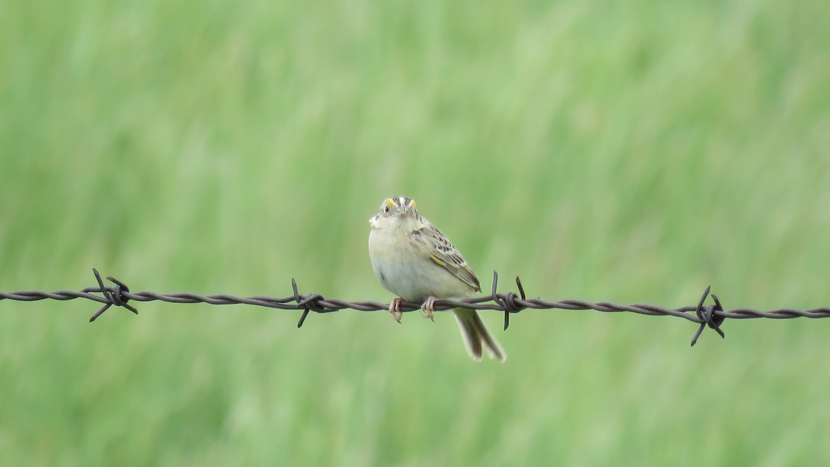 Grasshopper Sparrow - ML620534531