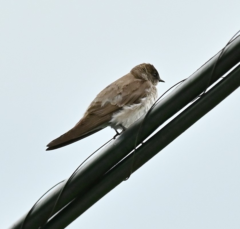 Northern Rough-winged Swallow - ML620534538