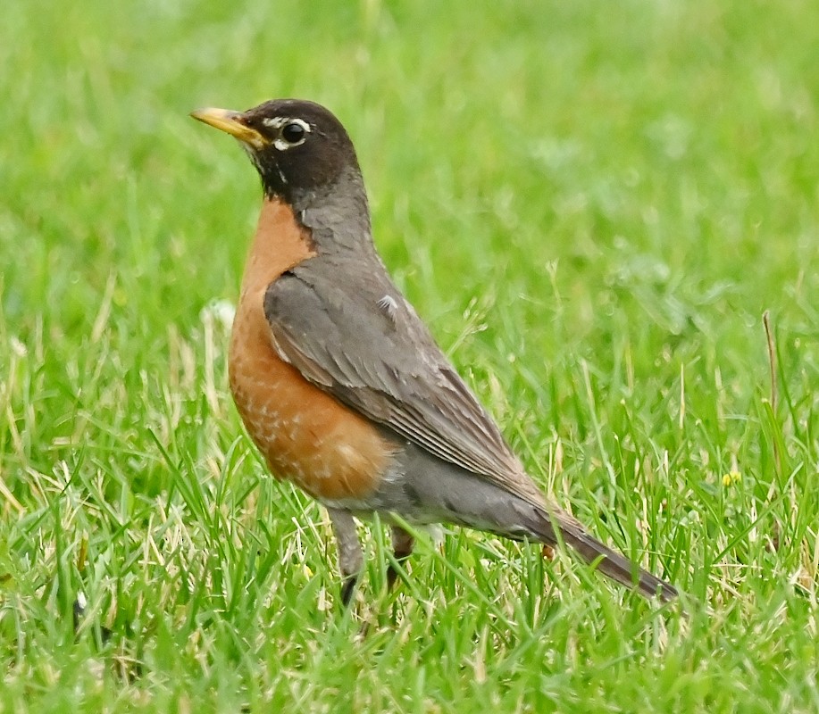 American Robin - ML620534543