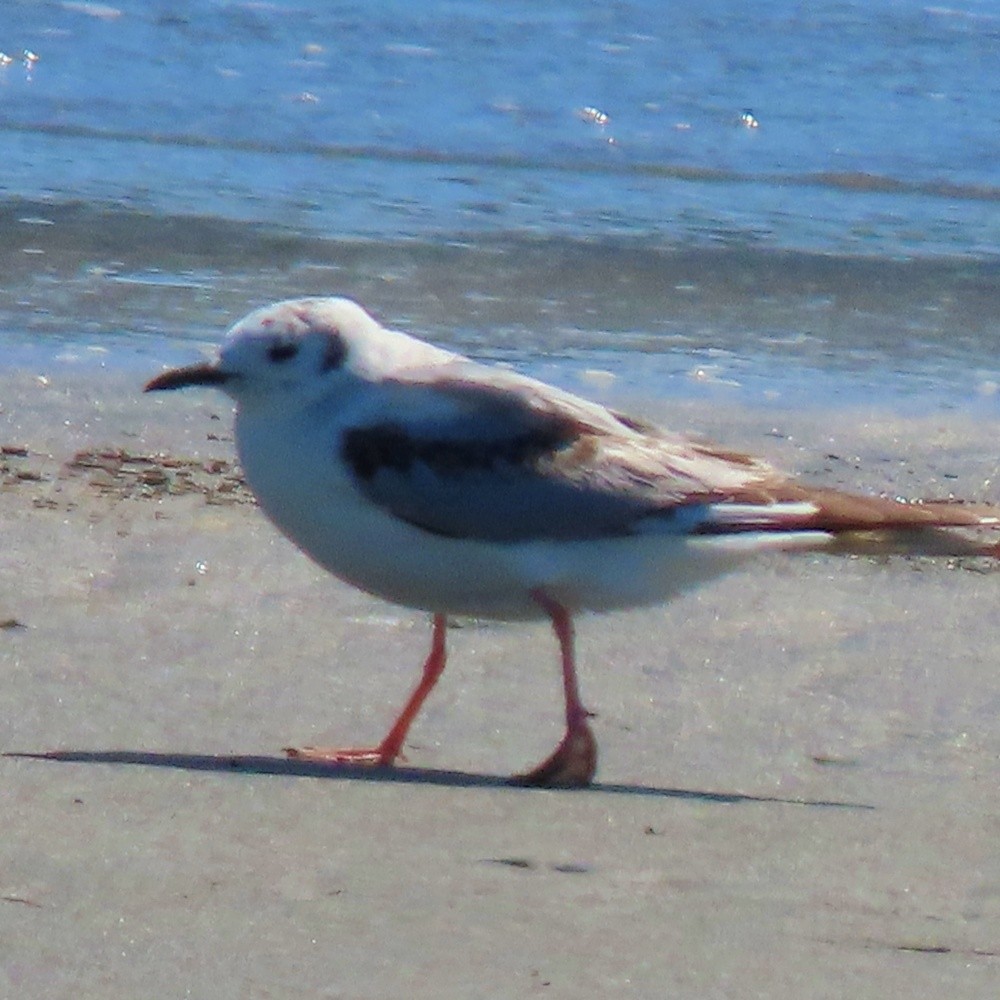 Bonaparte's Gull - ML620534545