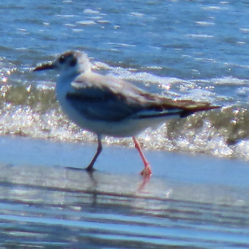 Bonaparte's Gull - ML620534546