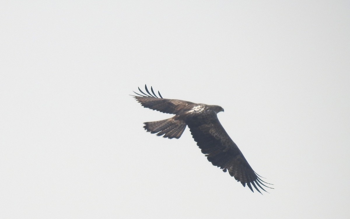 Águila Perdicera - ML620534555