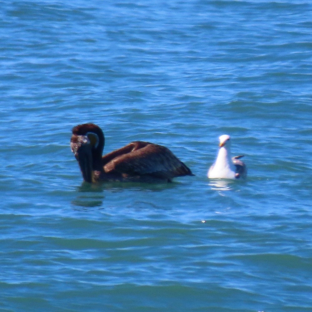 Brown Pelican - ML620534563