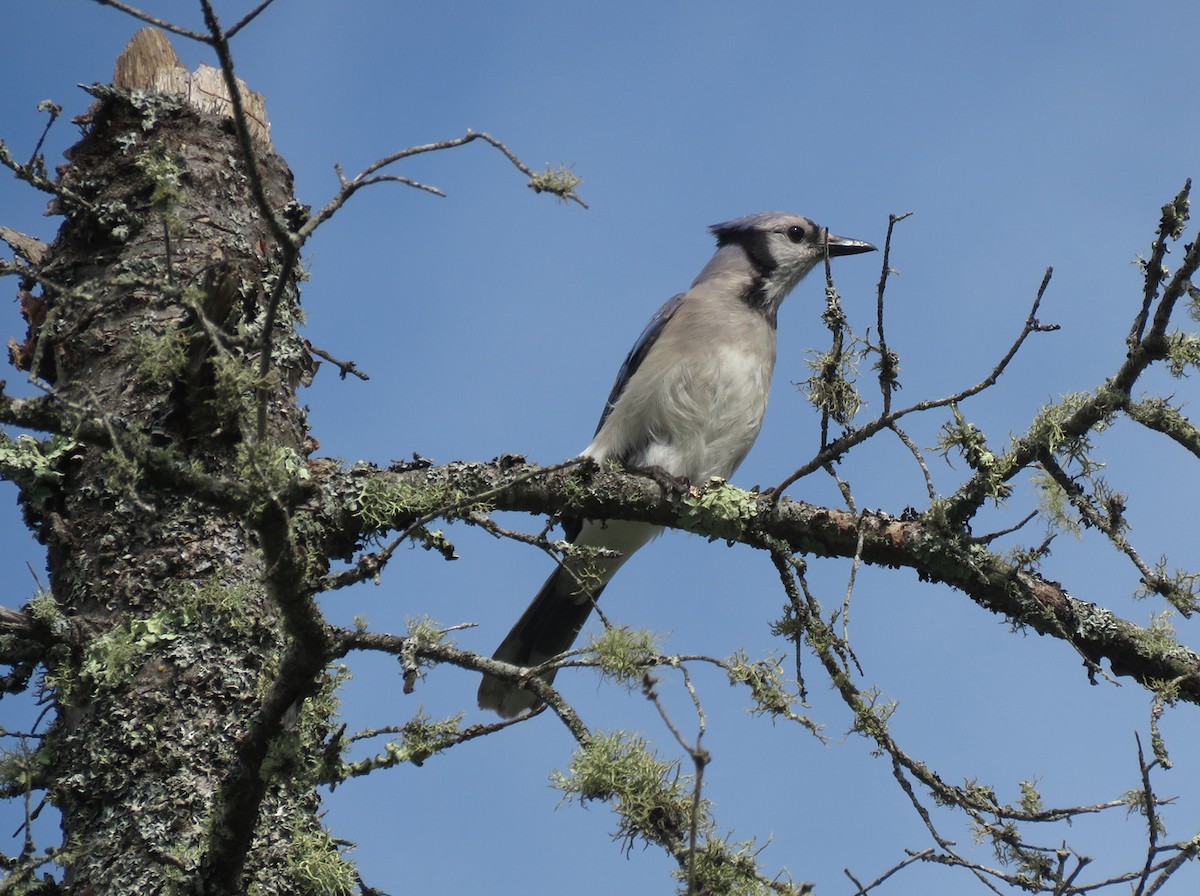 Blue Jay - ML620534573