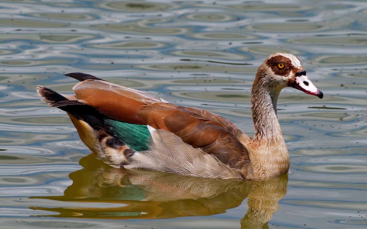 Egyptian Goose - ML620534579