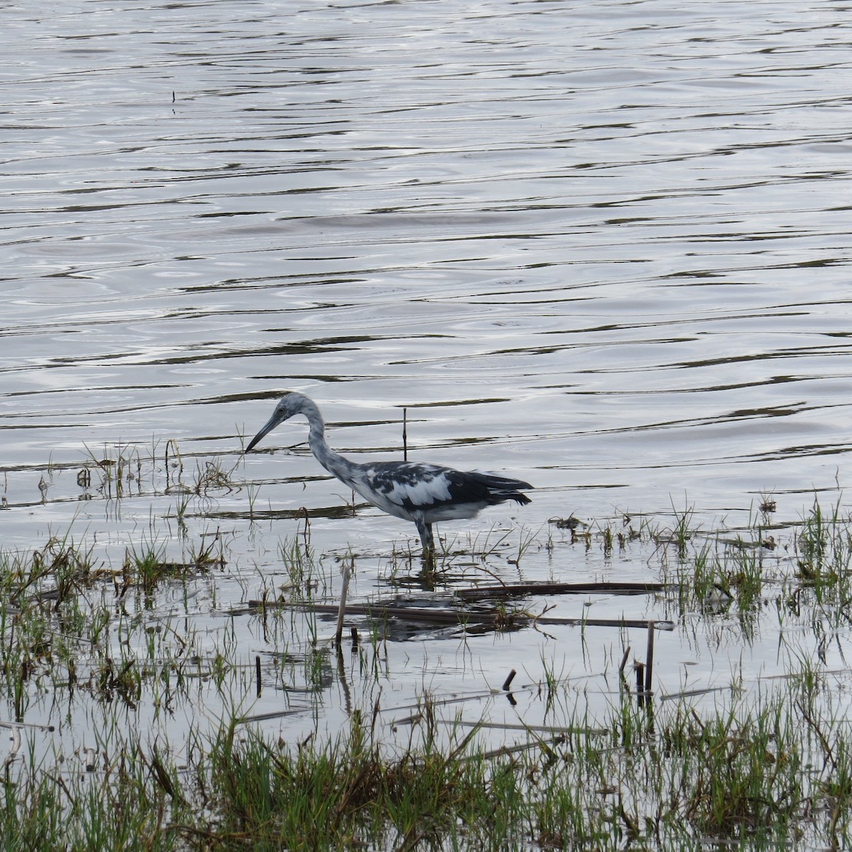 Little Blue Heron - ML620534581