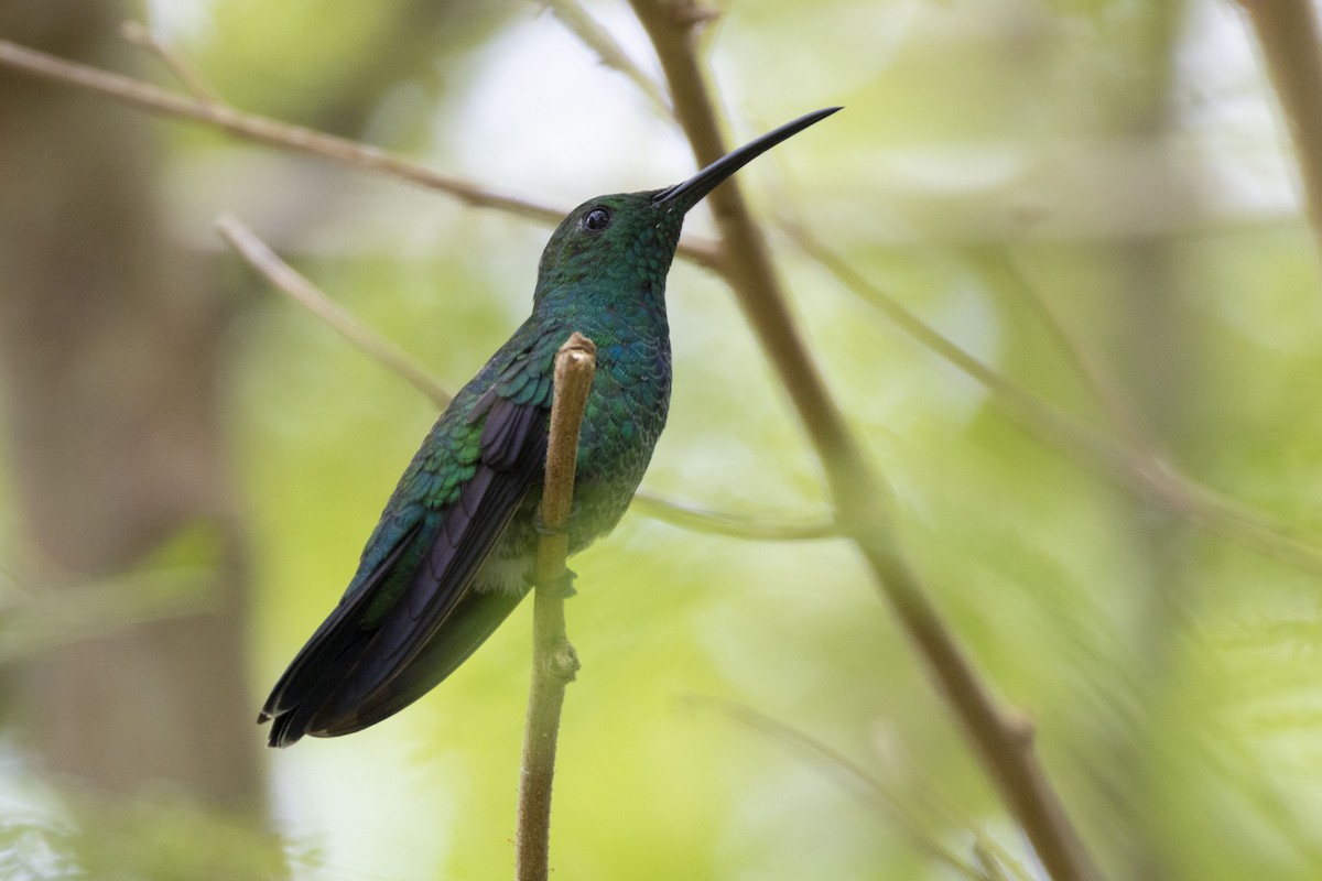 kolibřík smaragdový - ML620534583