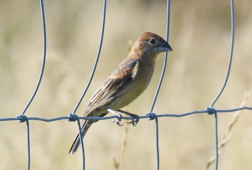 Blue Grosbeak - ML620534585