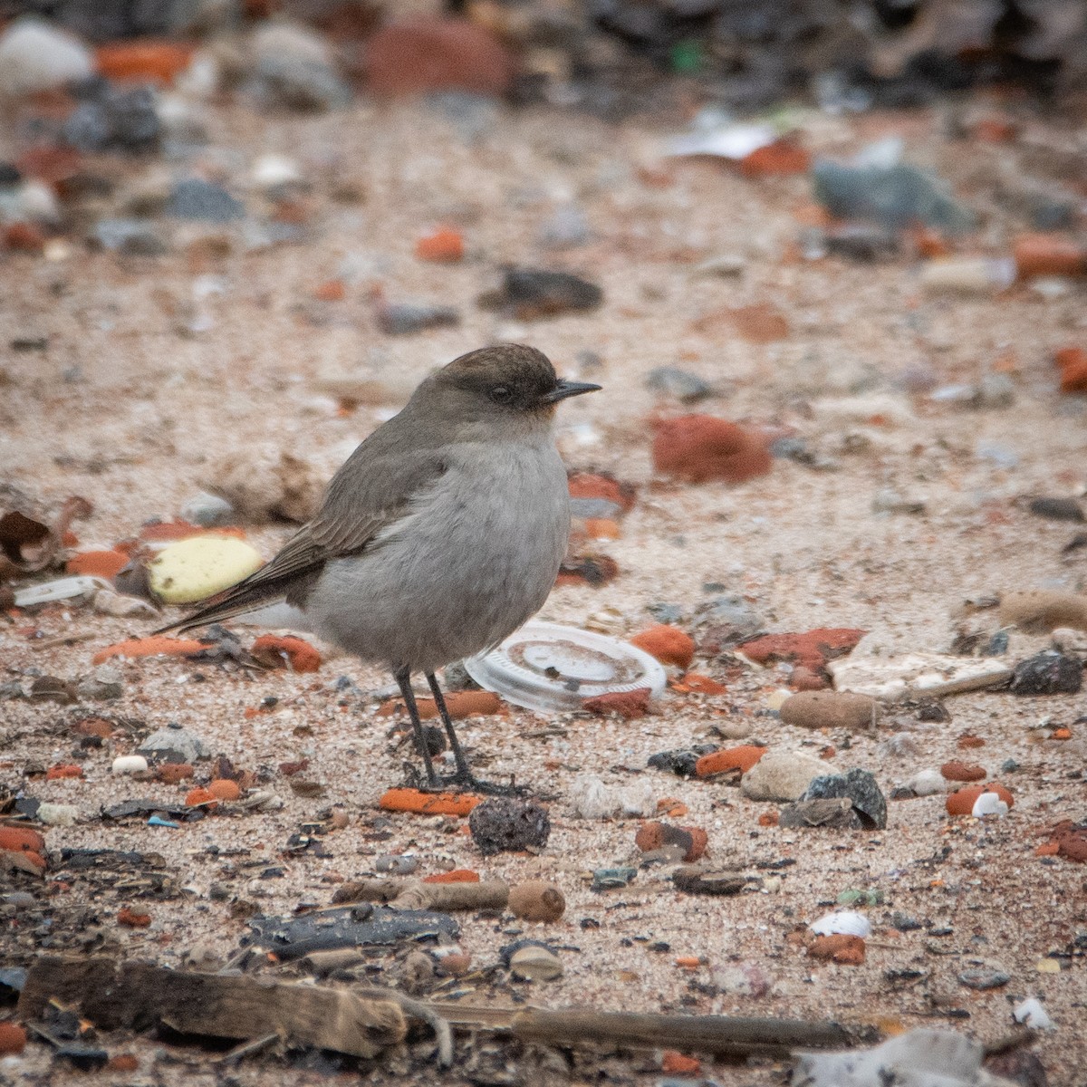 Dark-faced Ground-Tyrant - ML620534587