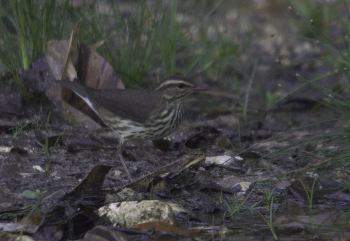 Northern Waterthrush - ML620534590