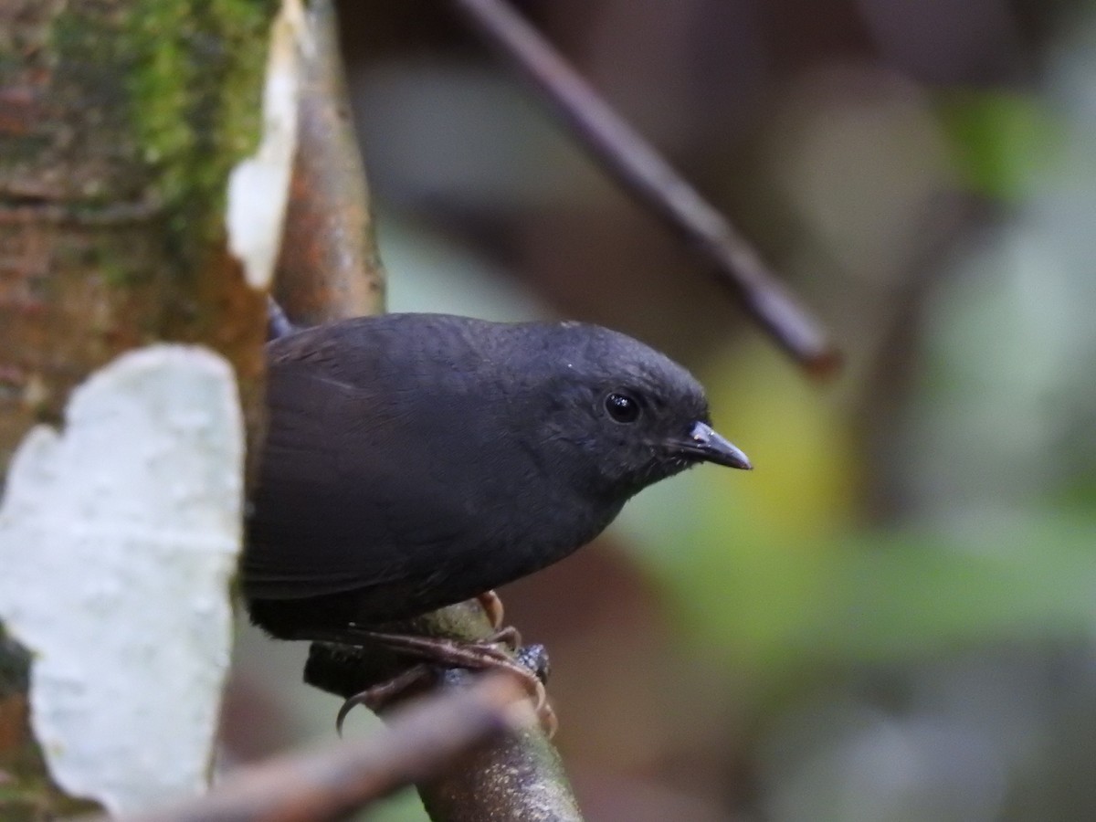 Stiles's Tapaculo - ML620534591
