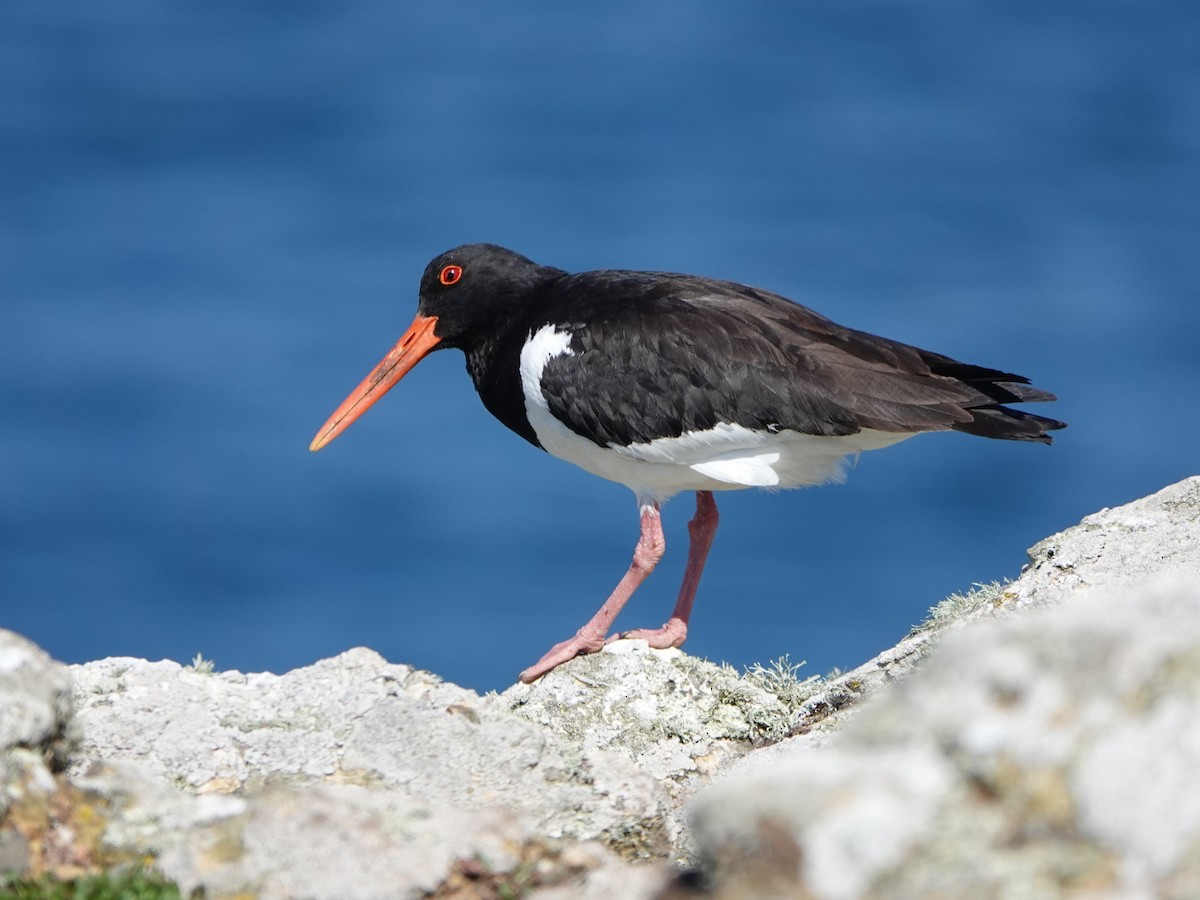 Eurasian Oystercatcher - ML620534593